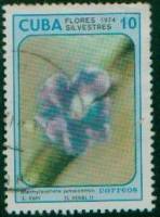 (1974-070) Марка Куба "Стахитарфета ямайкская"    Полевые цветы II Θ